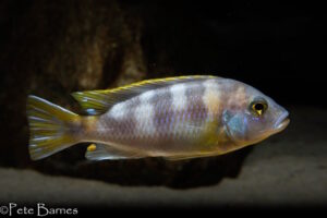Metriaclima lanisticola 'Mazinzi Reef' Galerie Metriaclima lanisticola